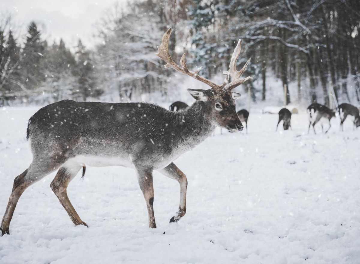 deer walking in snow